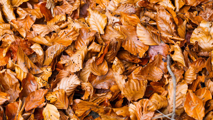 Close up of dried beech tree leaves, top view of autumn dried leaves texture