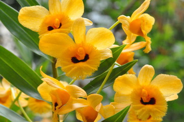 Obraz na płótnie Canvas Beautiful Orchids