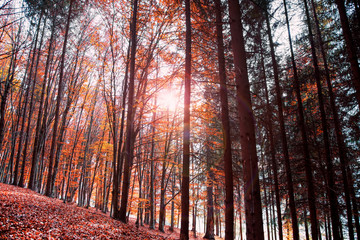 Autumn forest , beautiful scenic fall landscape in the beech forest with dried leaves