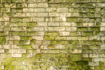 partially destroyed wall of white brick and covered with green mold, a shadow from the trees on the old wall, retro architecture abstraction background
