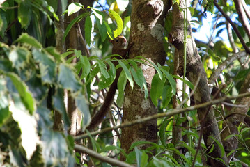 Brazilian squirrel photographed in Itaunas State Park, Itaunas, Espirito Santo, Brazil. Picture made in 2008.