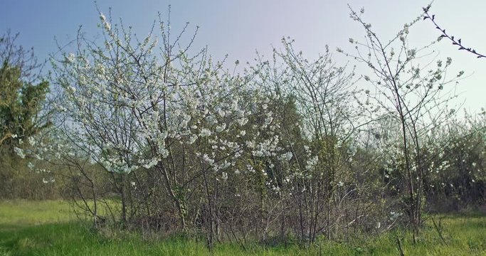 arbre en fleur cerisier en fleur. Fleurs blanches dans un environnement de campagne et de nature. prise de vue en faible ouverture avec une faible profondeur de champs. Video inspirante