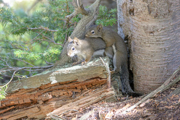Squirrels Mating