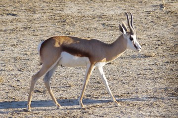 Gazelle Springbok Transfrontière Parc Afrique du Sud