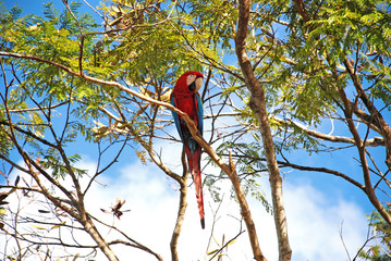 Red and green Macaw photographed in Conceicao da Barra, Espirito Santo. Southeast of Brazil....