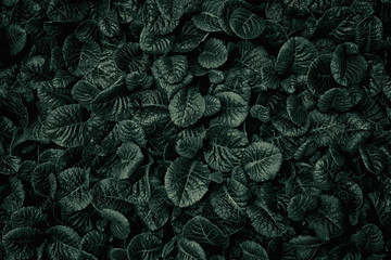 Dark deep green leaves texture background, Natural background and wallpaper