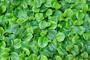 Green natural floral abstract background wallpaper web banner