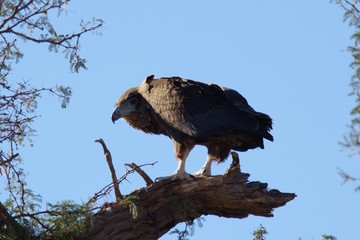 Aigle Ravisseur Transfrontière Parc Afrique du Sud 