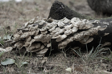 Groupe de champignons sur un arbre mort .