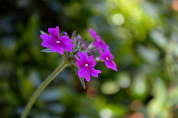 Pink flower