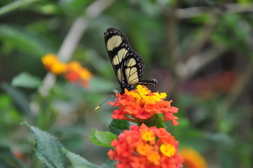 Flying Flowers - Butterflies
