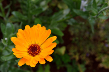Daisy flower