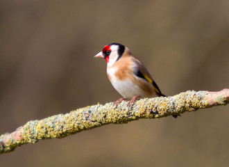 bird on a branch