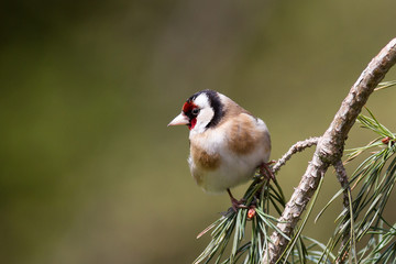 bird on a branch