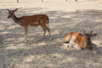Two potted deers at the zoo outdoor in summer.zoo concept.red deer on the ground in zoo.visiting the zoo