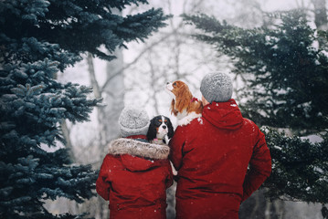 Two cavalier king charles spaniels are sitting in the hands of the owners