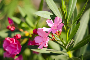 Delicate pink oleander flowers with leaves on blurred green bokeh background