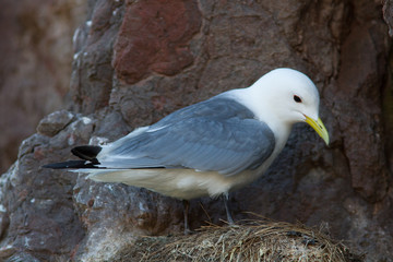 kittiwake