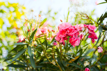 Beautiful delicate oleander flowers in an exotic garden on a sunny day