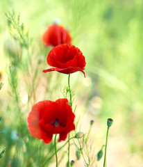 Fototapeta premium blooming red poppy in the field in the spring afternoon, soft focus