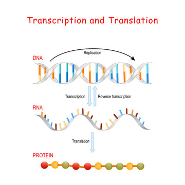 DNA Replication, Protein synthesis, Transcription and translation.