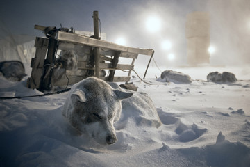 Sled dogs rest in the snow. Next to the dog team lies the traditional Chukchi sled. After the finish of the dogsled race. Cold snowy weather, purga. Anadyr, Chukotka, Siberia, Far East Russia. Arctic.