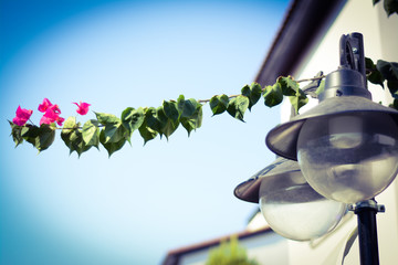  Branch with pink bougainvillea flowers and lanterns
