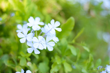 Blue delicate plumbago auriculata flowers on a blurry green background 