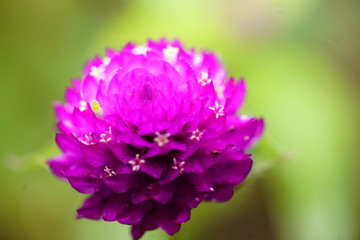 Fototapeta premium Purple Power Flower