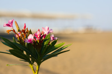 Beautiful young oleander bush on the Mediterranean coast