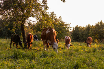 Rinderkindergarten auf der Weide