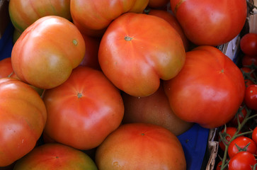 Fototapeta na wymiar big red tomatoes