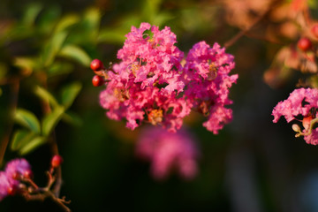 Obraz premium Delicate pink flowers of campemia on a blurred green background