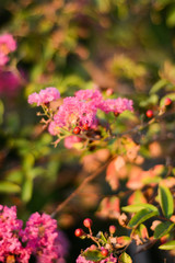 Pink flowers and fruits of lagerstroemia indica on a blurred background