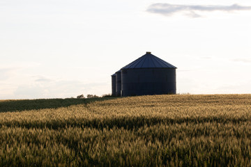 Quonset huts in a beautiful wheat field, at sunset, in central Alberta, Canada. Scenic view.