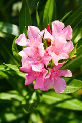 Beautiful oleander inflorescence on a blurry green background