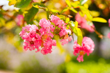  Beautiful delicate pink flowers of crape myrtle tree on a blurred green background