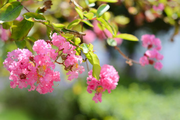 Pink lagerstroemia indica flowers on a tree on a blurry green background