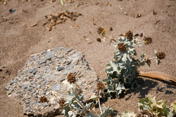Alhagi dry plant in the sand in summer