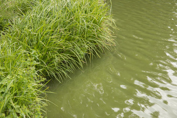 Scene of reeds or marsh herb grown on the lake shore. Spring or summer river landscape.