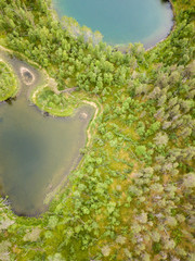 Forest lake shores in vertical view
