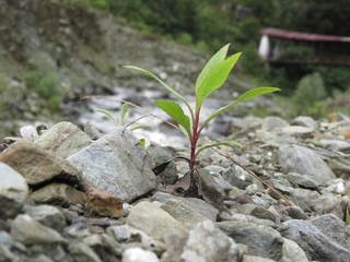 nature