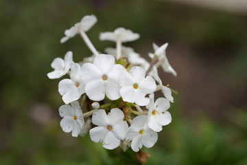 Fototapeta premium Together