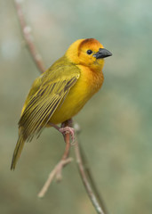 Taveta Golden Weaver (Ploceus castaneiceps) perched on tree branch