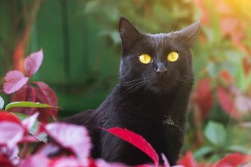 Portrait of black Bombay cat in autumn outdoors