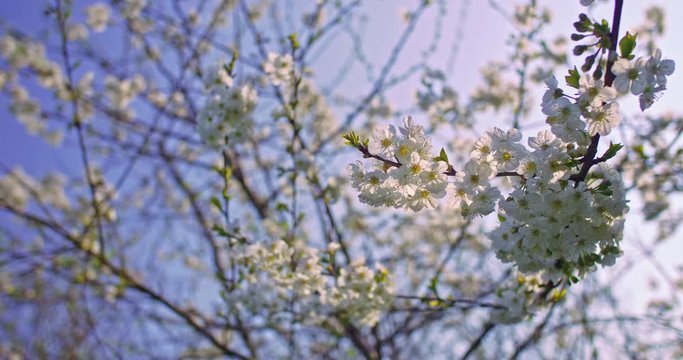arbre cerisier en fleur. Fleurs blanches dans un environnement de campagne et de nature. prise de vue faible ouverture avec une faible profondeur de champs. Vid&eacute;o inspirante