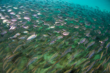 A large school of Yellow-striped scad cruises over a sandy seafloor amid the islands of Raja Ampat, Indonesia. This equatorial region is possibly the center for marine biodiversity.