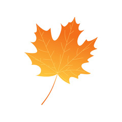 Bright maple autumn leaf. 