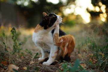 Cat paw scratches behind the ear. Fleas and ticks in domestic animals. Kitty sitting on the grass...
