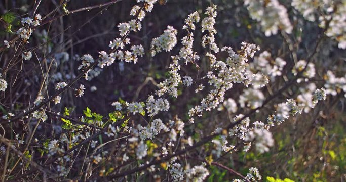 Plante en fleur. Fleurs blanches dans un environnement de campagne et de nature. prise de vue faible ouverture avec une faible profondeur de champs. Vid&eacute;o inspirante
